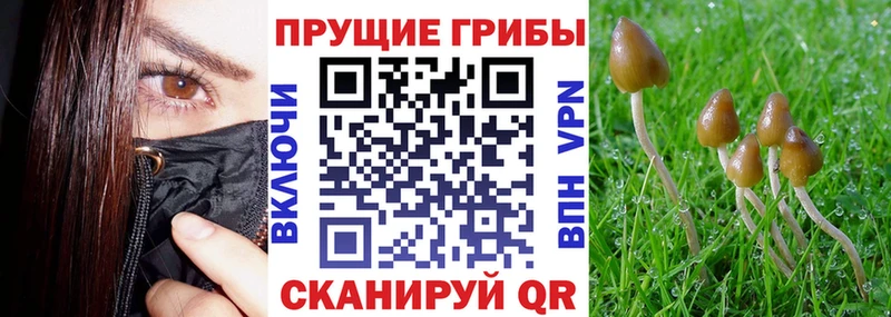 Псилоцибиновые грибы Psilocybine cubensis  Бежецк 